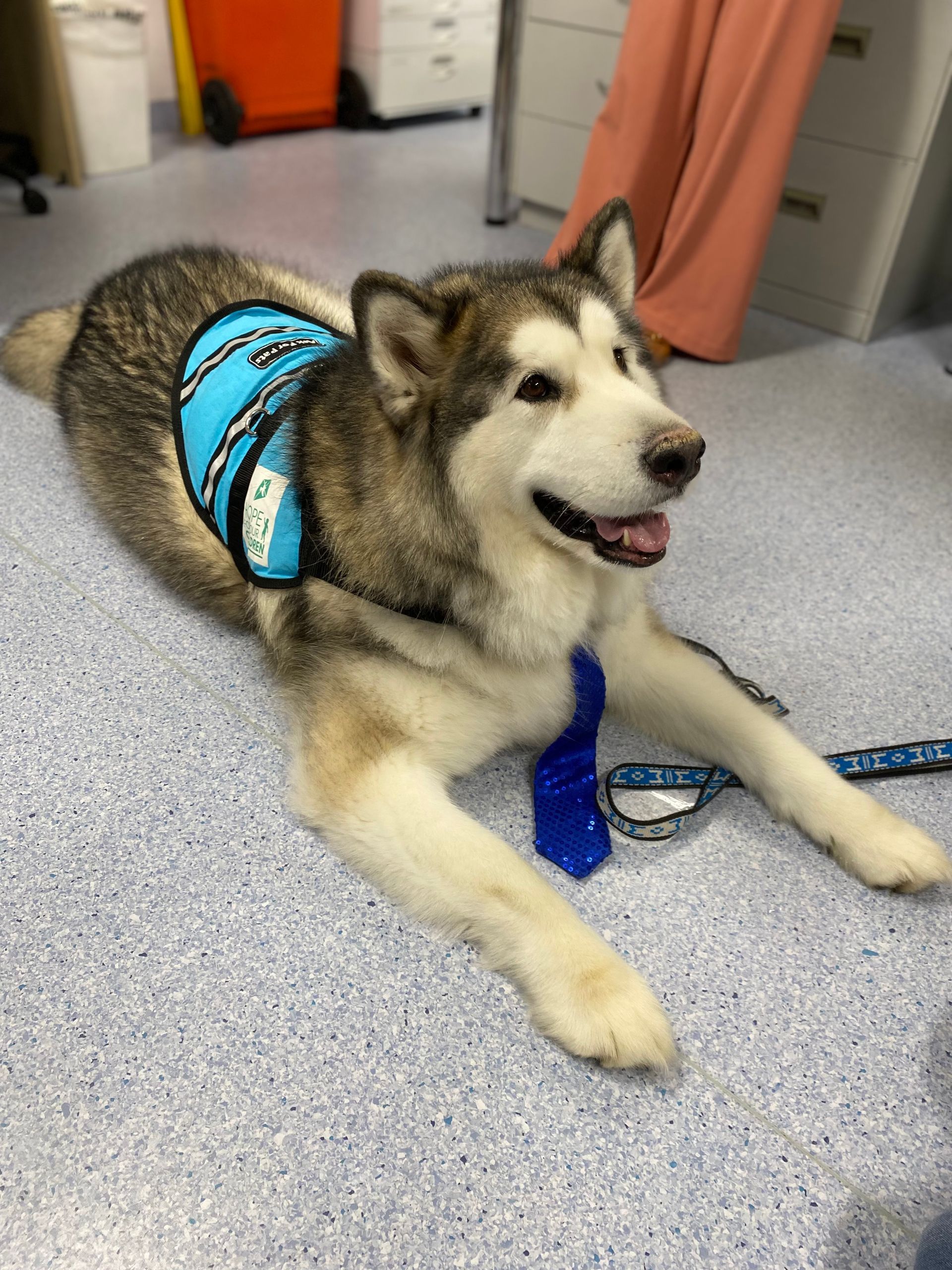 A husky dog wearing a blue vest and tie is laying on the floor.