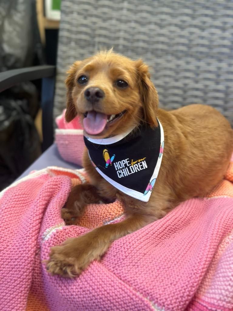 A small brown dog wearing a bandana is laying on a pink blanket.