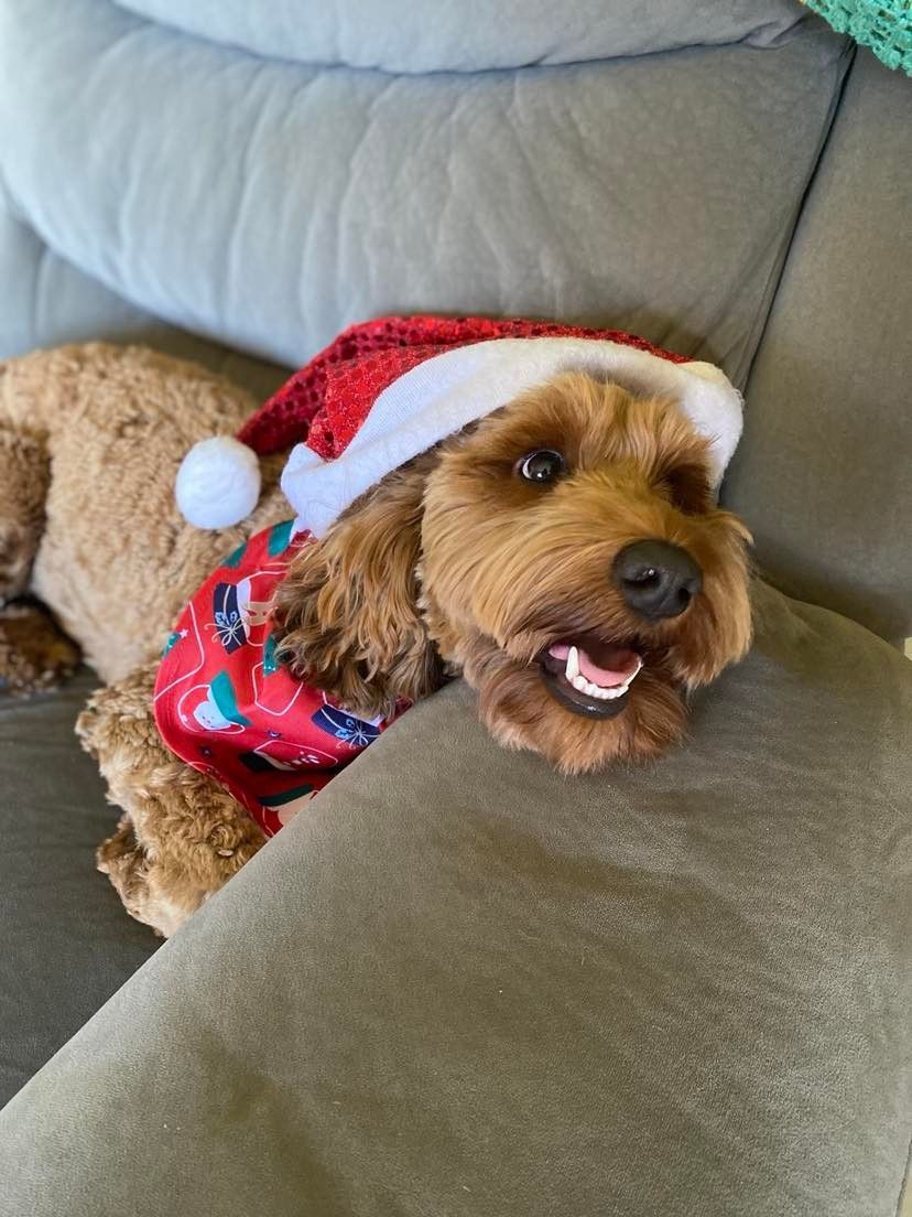 A dog wearing a Santa hat is sitting on a couch.