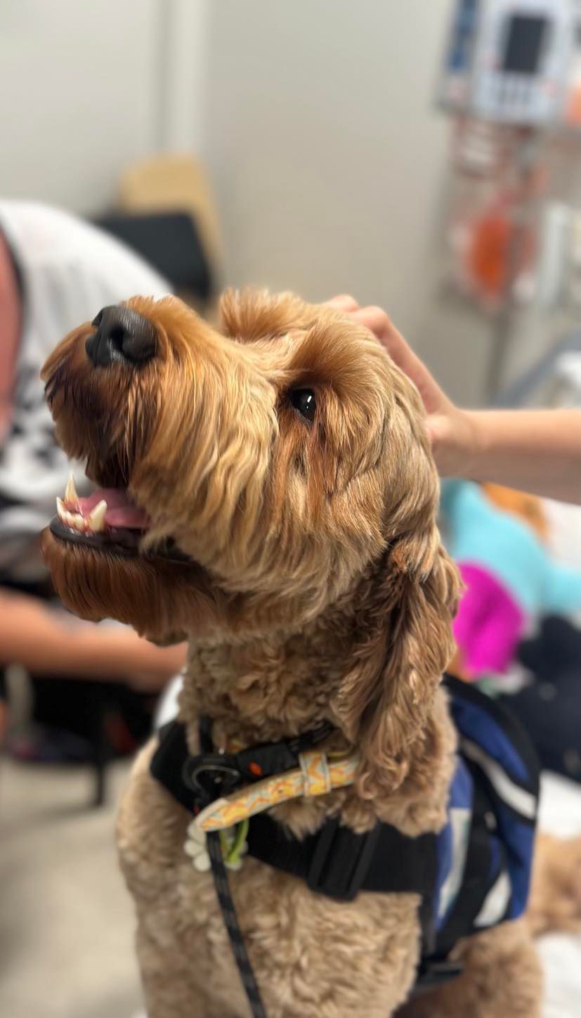 A person is petting a dog in a hospital room.