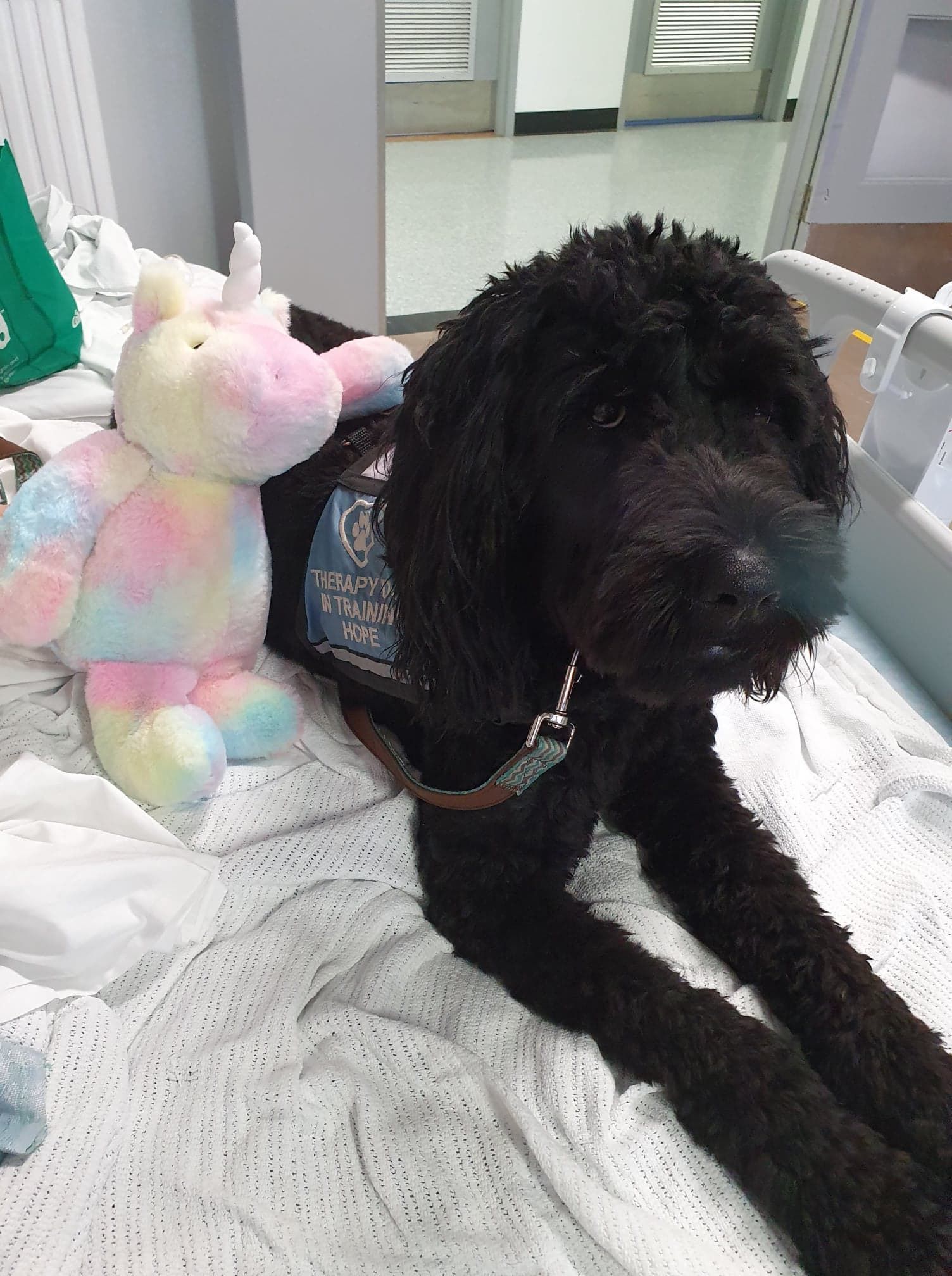 A black dog is laying on a bed next to a stuffed unicorn.