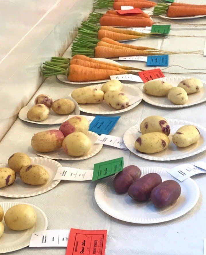 A selection of winning potatoes at the Crossmichael Flower Show