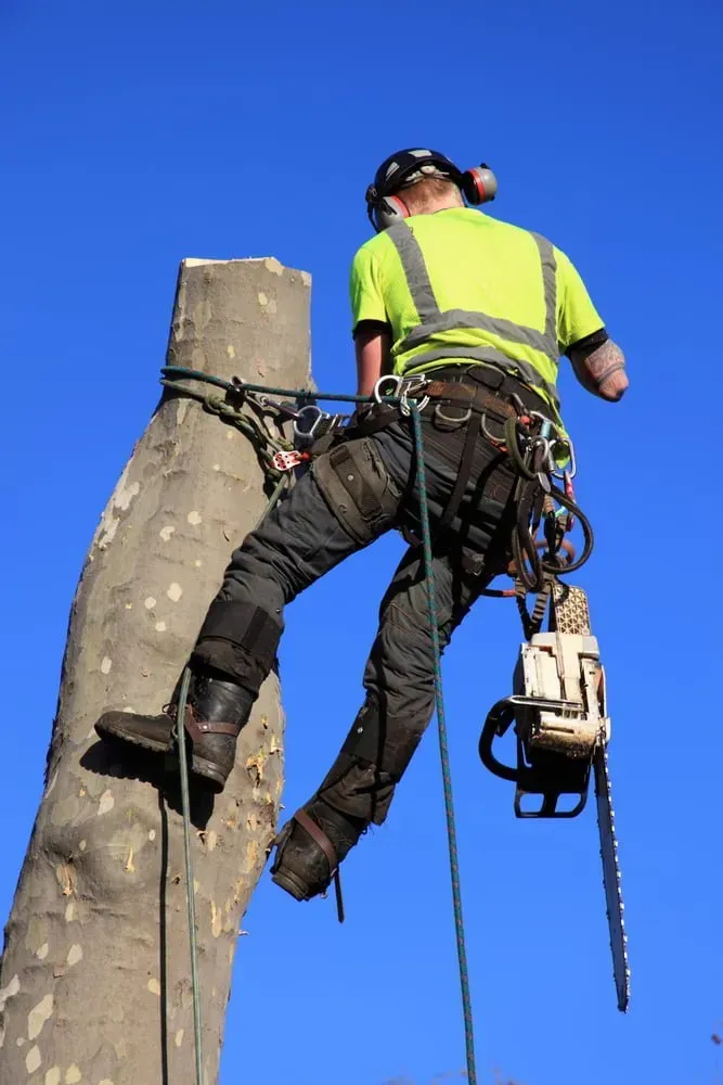 A Tree Climber in a High-visibility Yellow Shirt and Safety Gear — Copp & Co Civil Plant Hire in Mount Julian, QLD