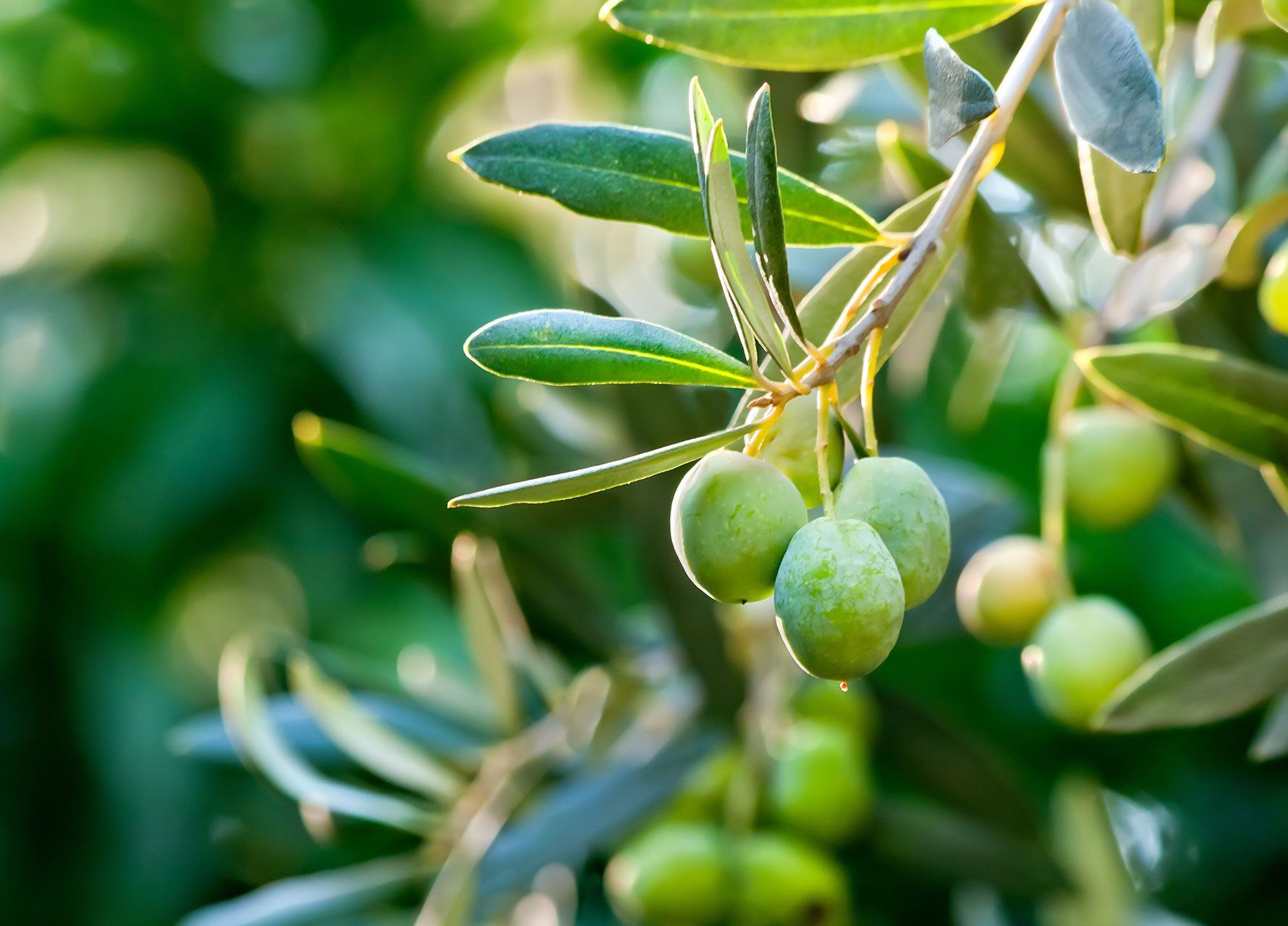 Olives growing on a tree