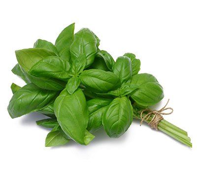 basil leaves in a bunch