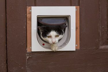 Closeup Shot of the Cat in the Door — Security Doors in Kiama