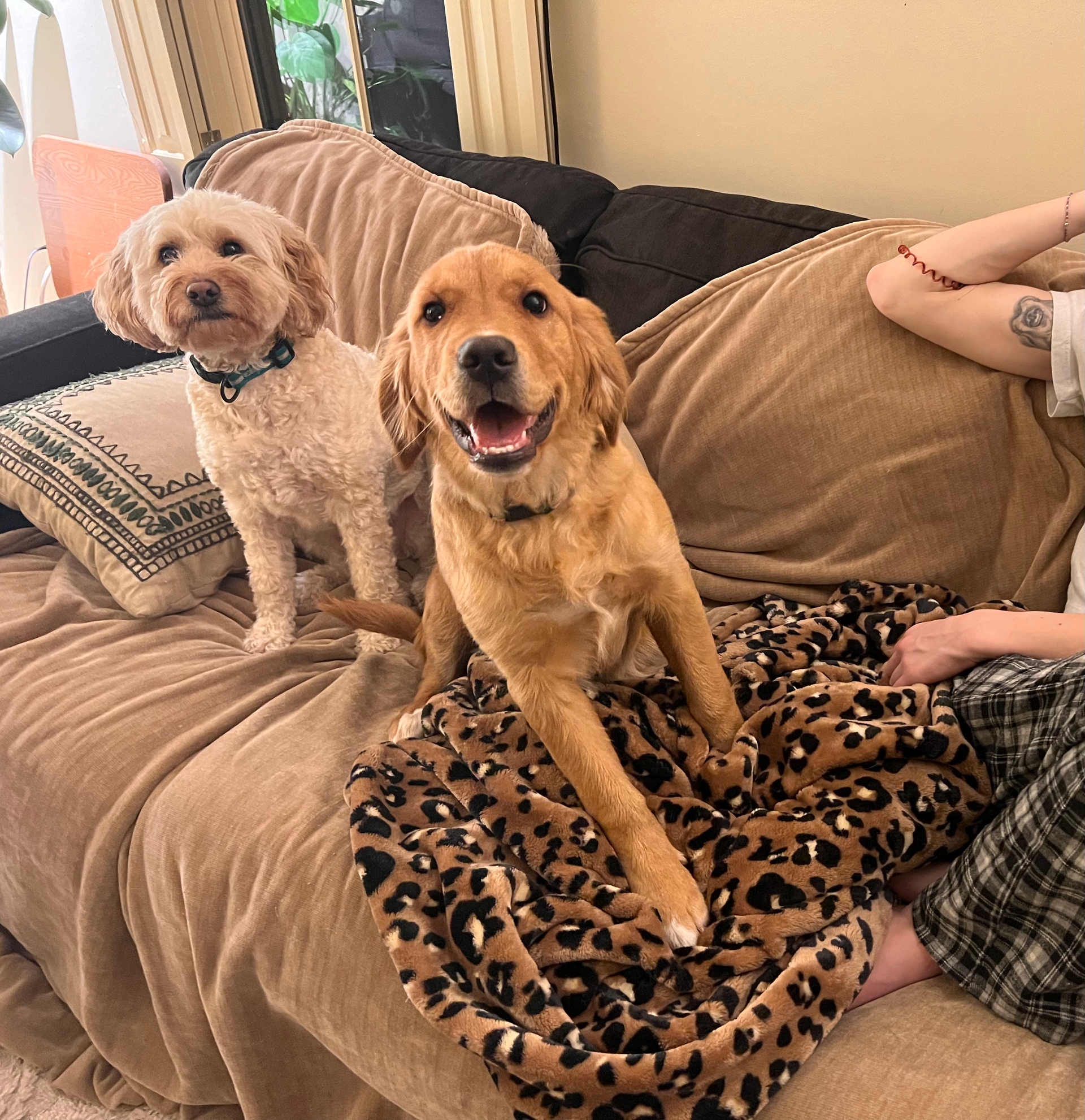 Two dogs are sitting on a couch with a leopard print blanket