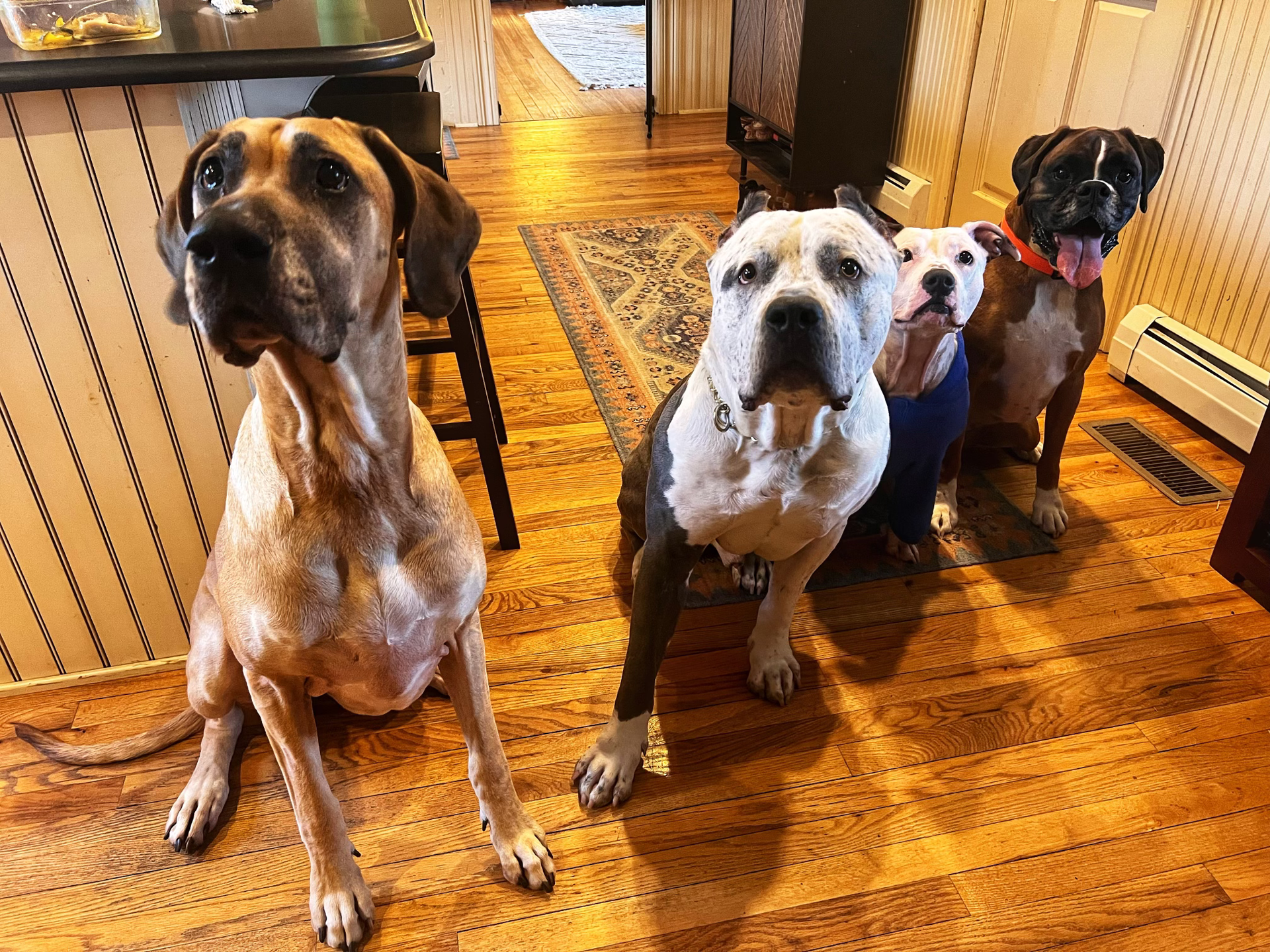 Four dogs are standing next to each other on a wooden floor.