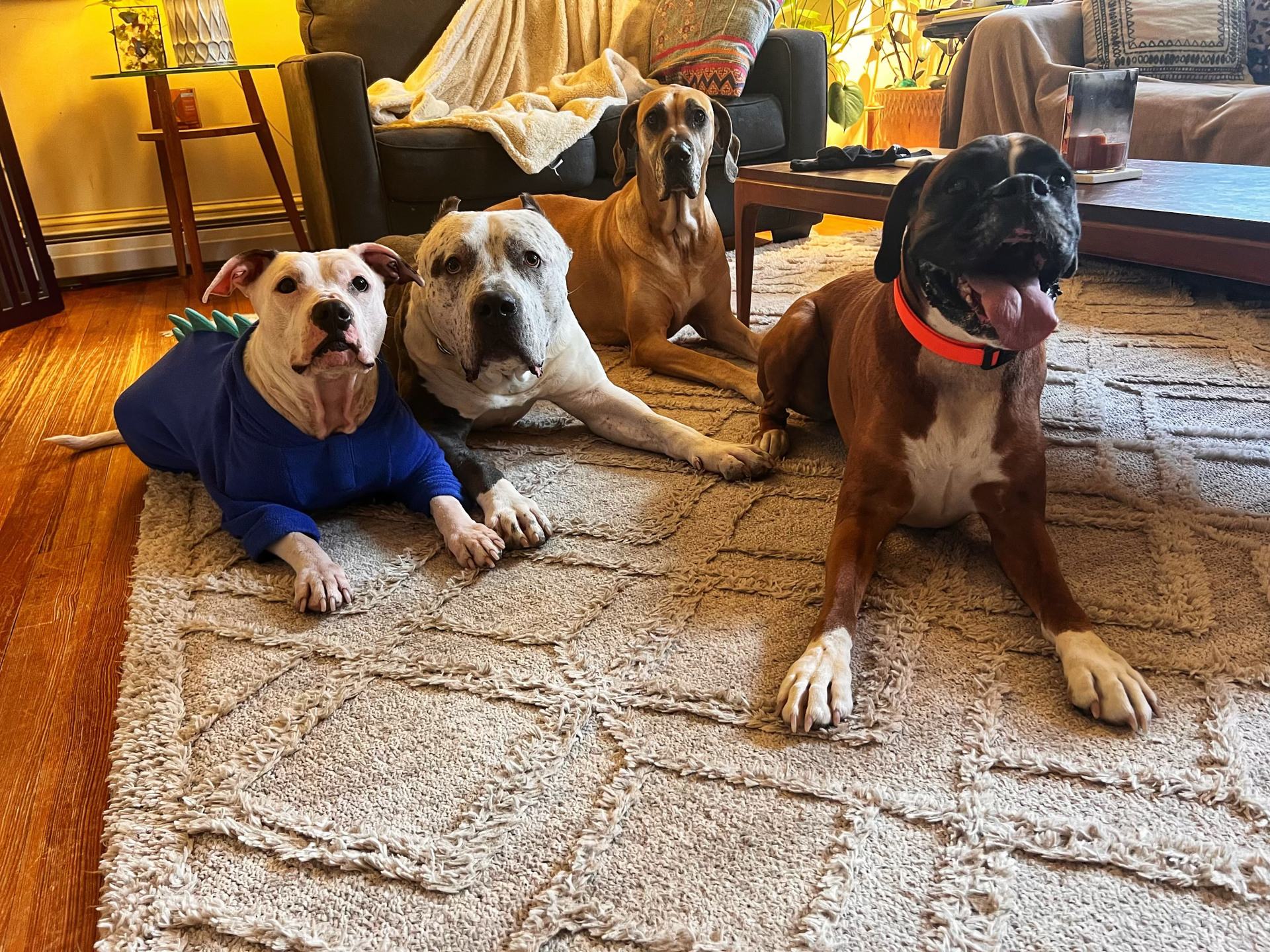 A group of dogs are laying on a rug in a living room.