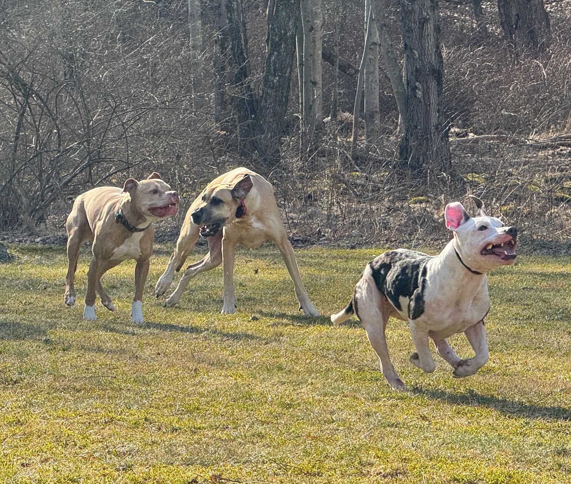 Three dogs are running in a grassy field.