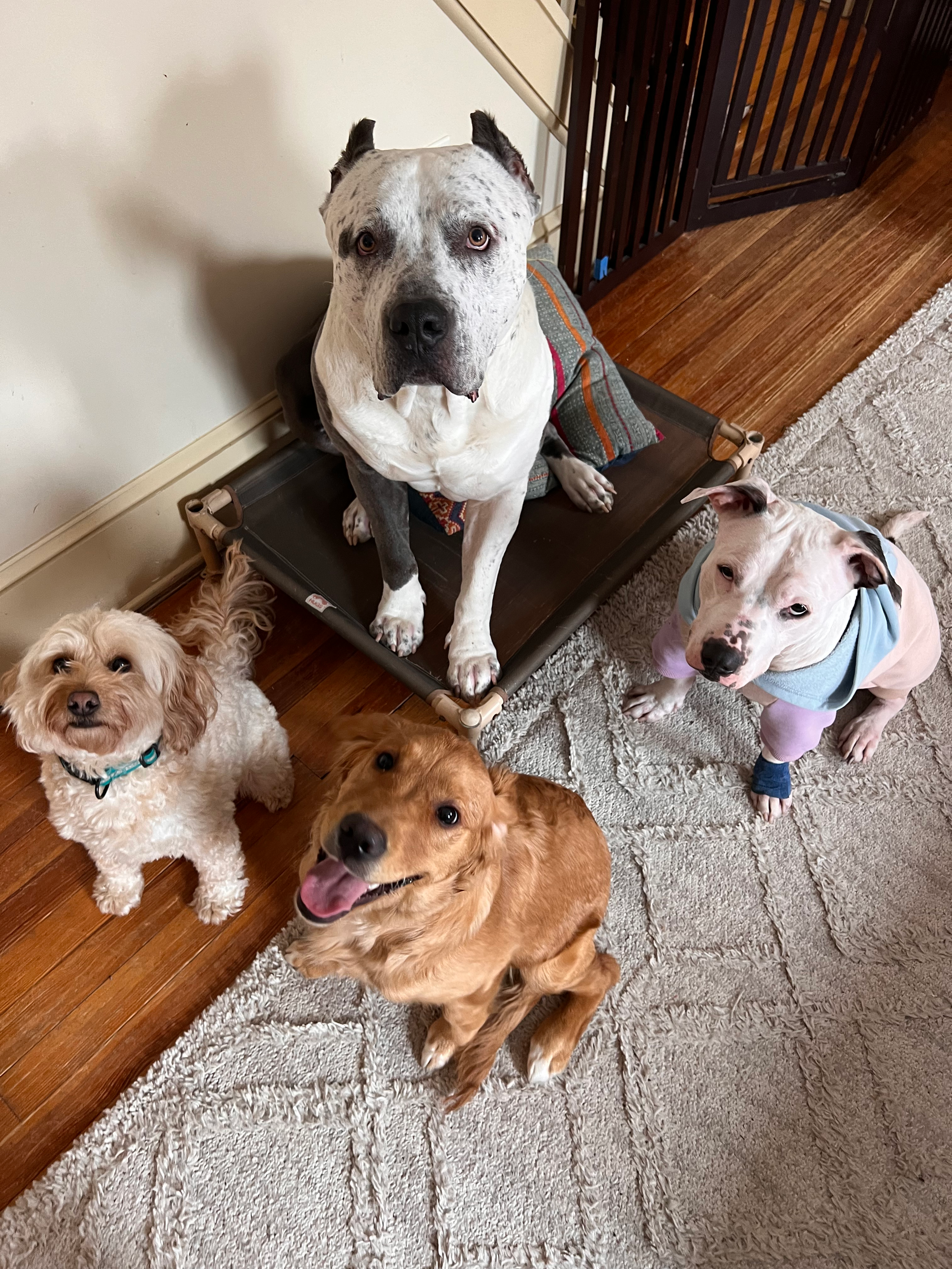 A group of four dogs are sitting on a rug in a living room.