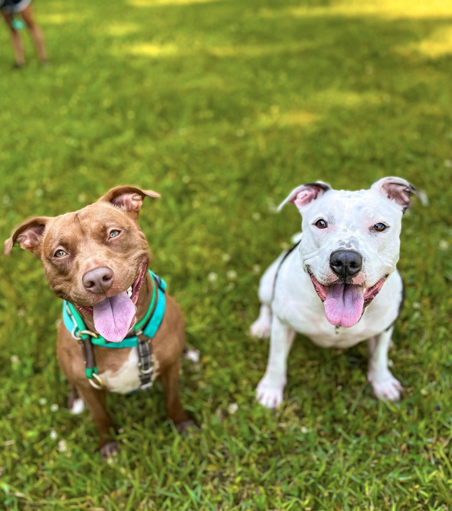 two happy Pitbulls on grass off leash