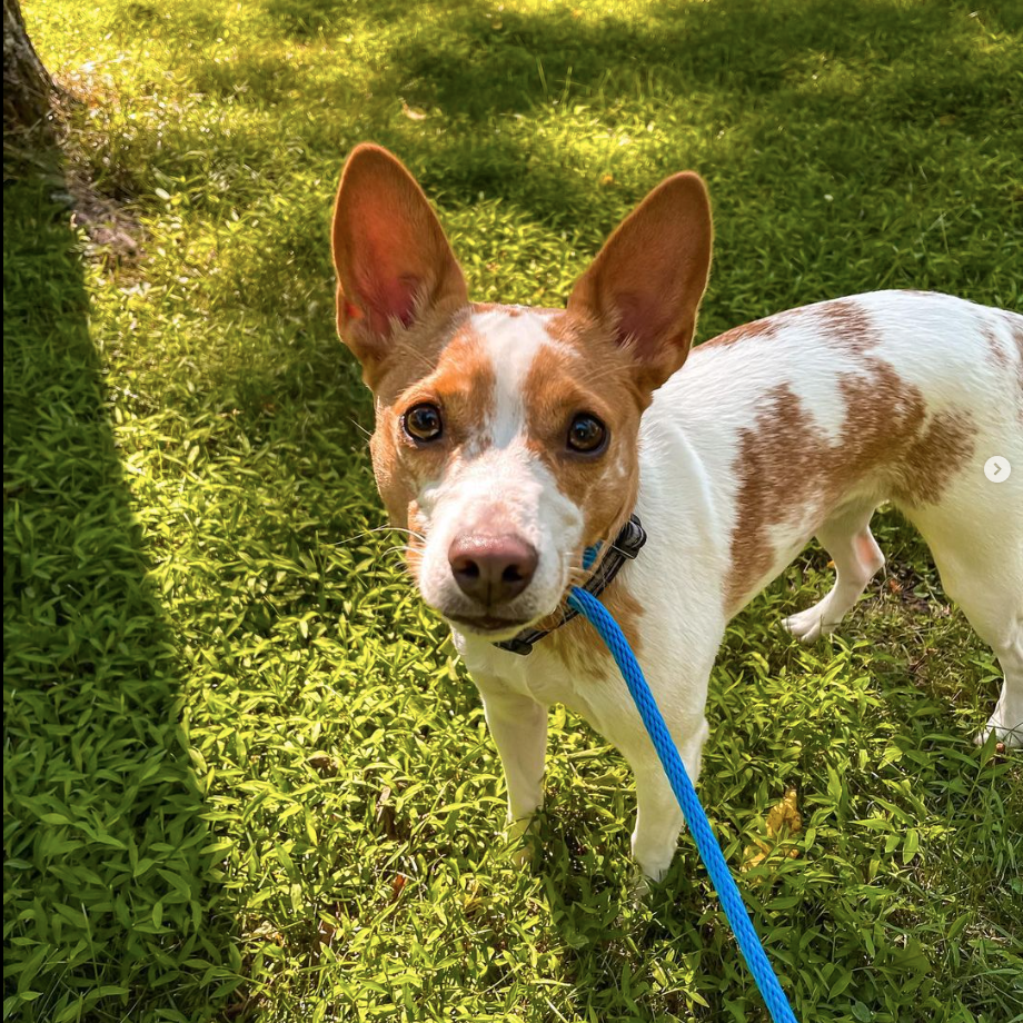 Dog with pointed ears on leash in the grass