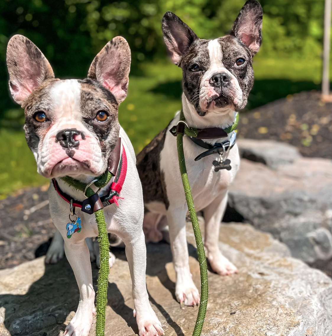 Two Dogs on leash sitting on rocks