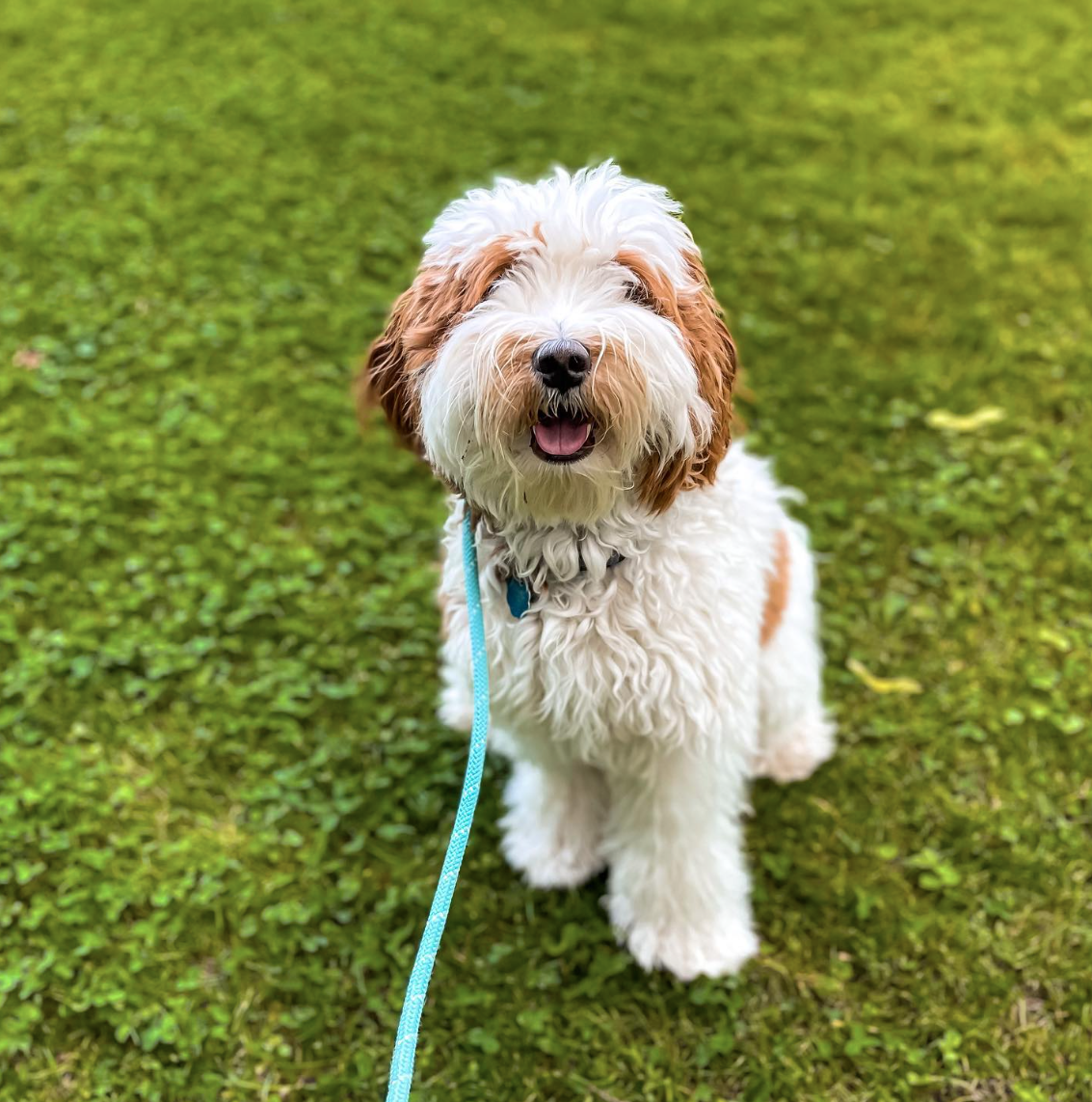 Happy Dog on Leash in Grass
