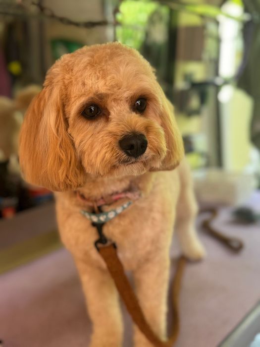 PawsitivelyDivine Banbury Dog Grooming