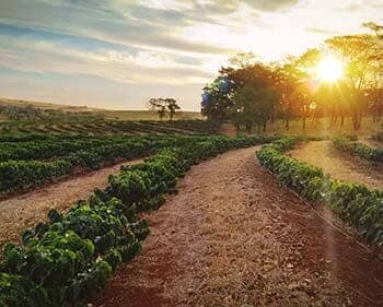 Farm Crops - Home Insurance in Clarks, NE