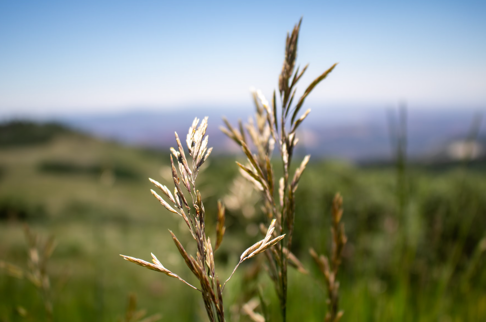 A close up of a plant in a field with mountains in the background.