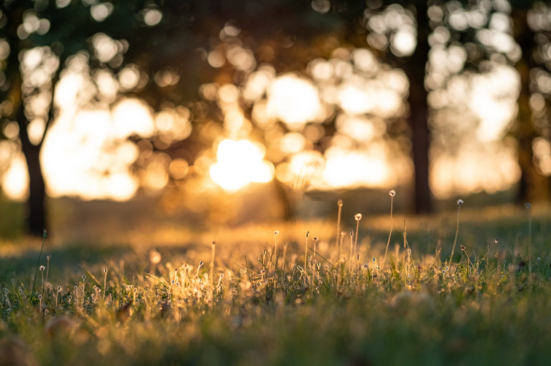 relaxing meadow