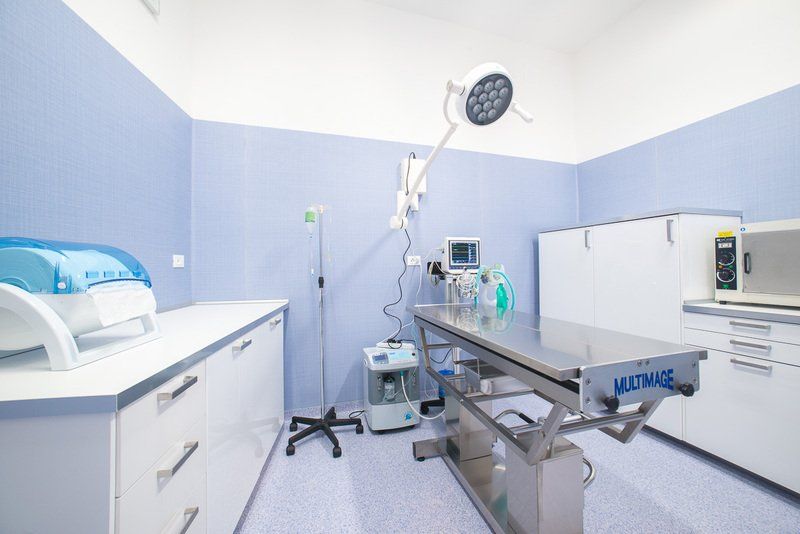 veterinario temesa chirurgia