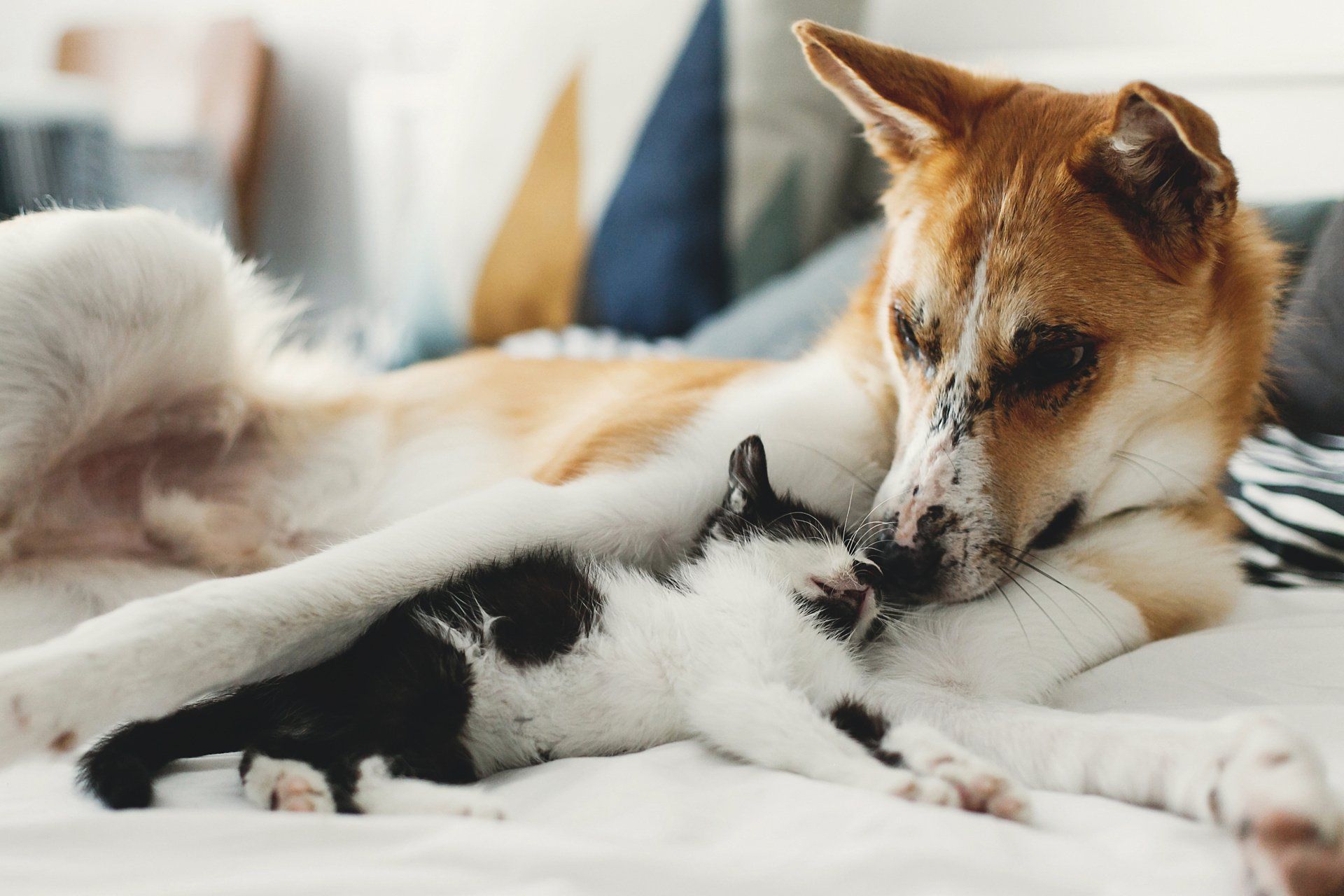 Un cane strofina delicatamente il muso su un piccolo gattino bianco e nero su un letto; luce calda, scena accogliente.