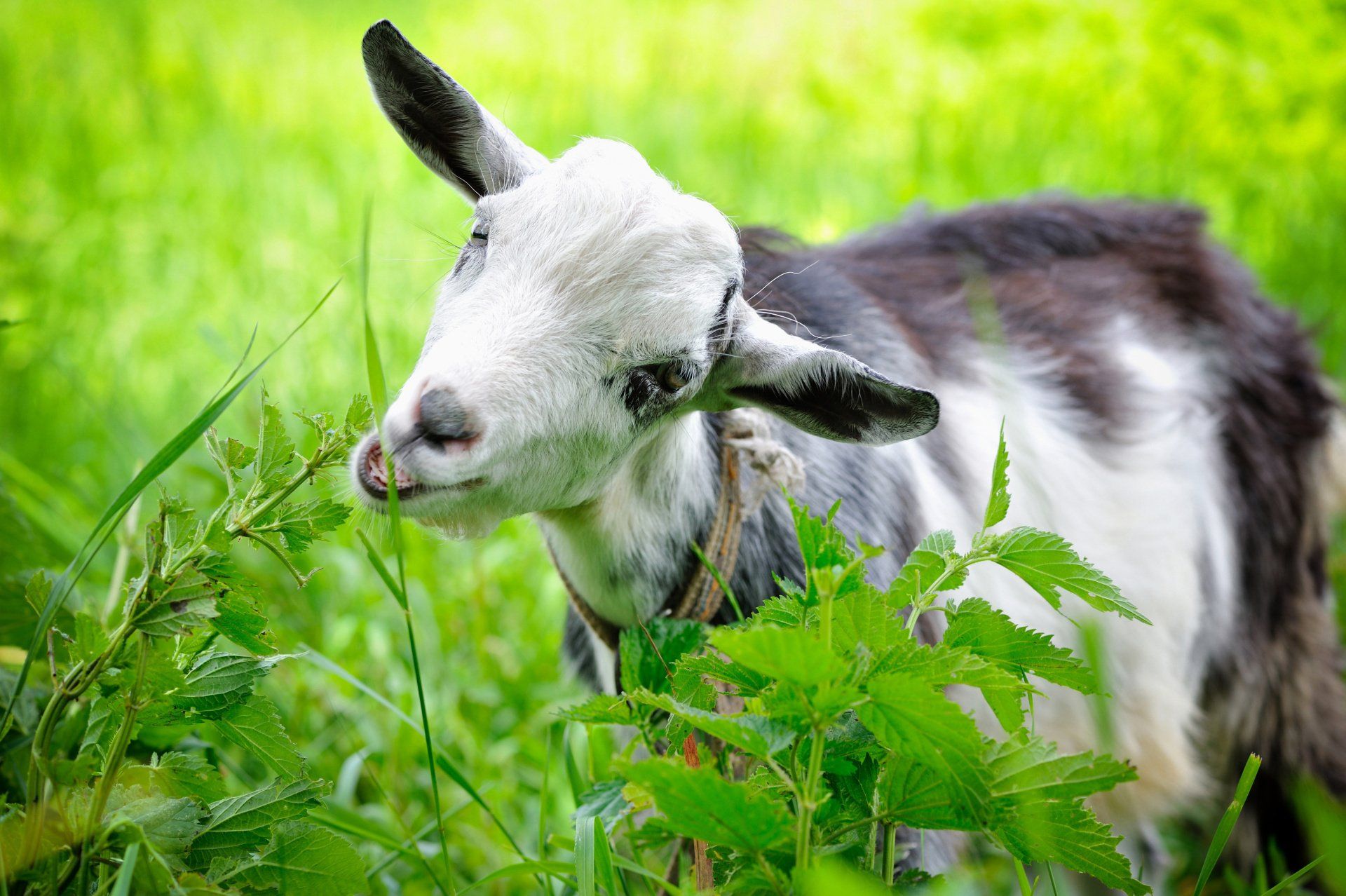 Capra con il muso bianco e il corpo grigio, che pascola in un campo di erba verde.