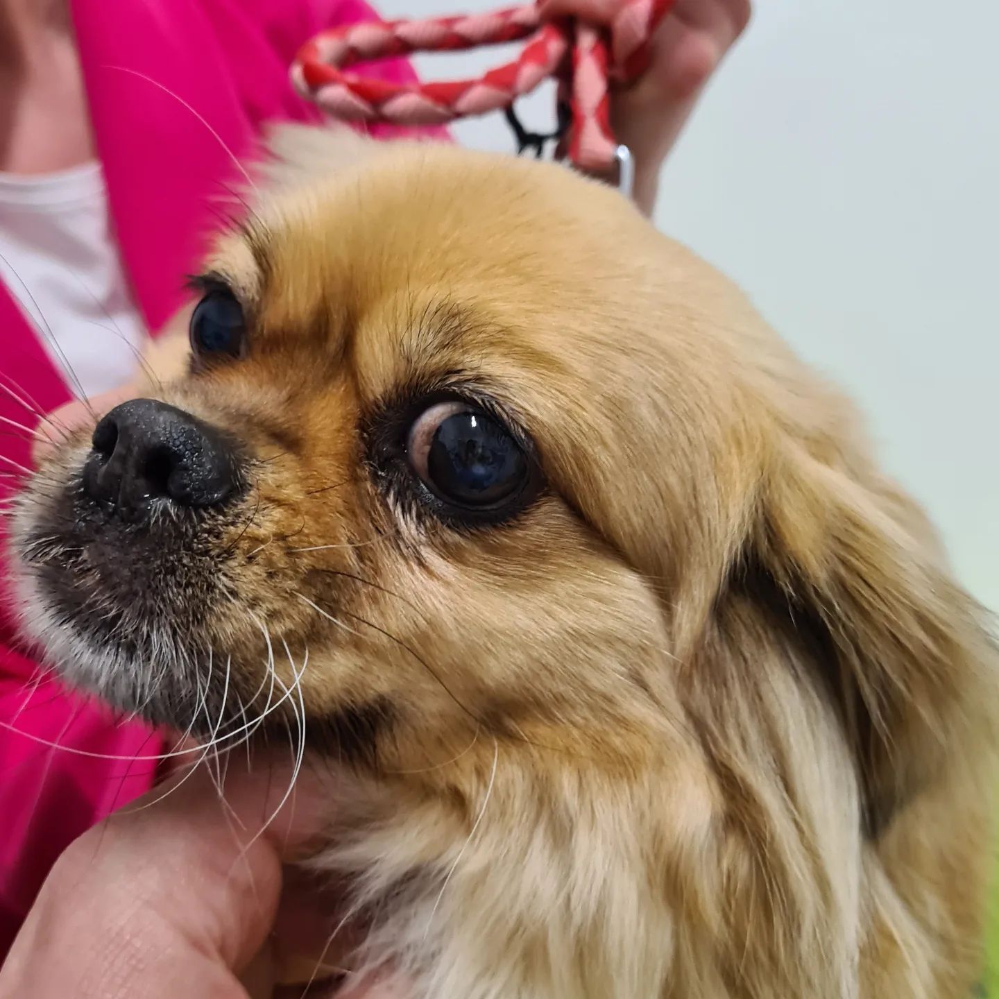 Un pechinese color marrone chiaro con grandi occhi e naso nero, tenuto in braccio da una persona con un blazer rosa.