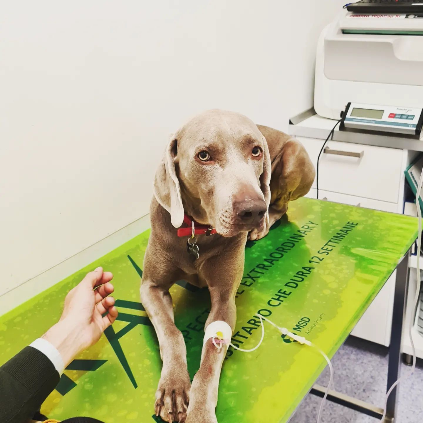 Cane Weimaraner con flebo su un tavolo da visita medico, a riposo con la mano del proprietario nelle vicinanze.