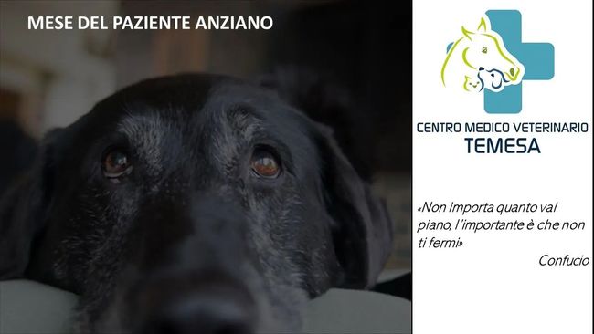 salute nel cane anziano