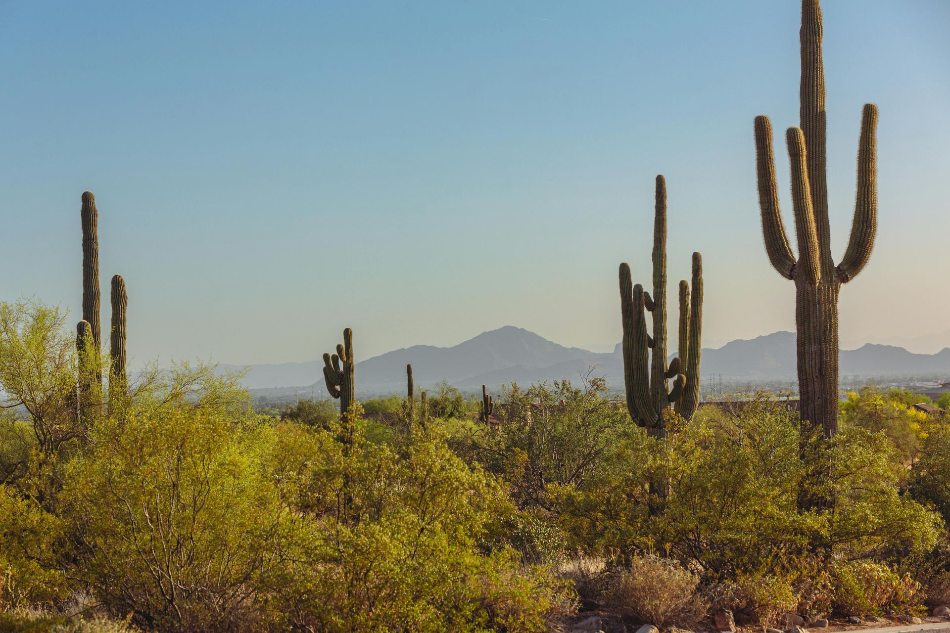 A row of saguaro cactus in the desert with mountains in the background.