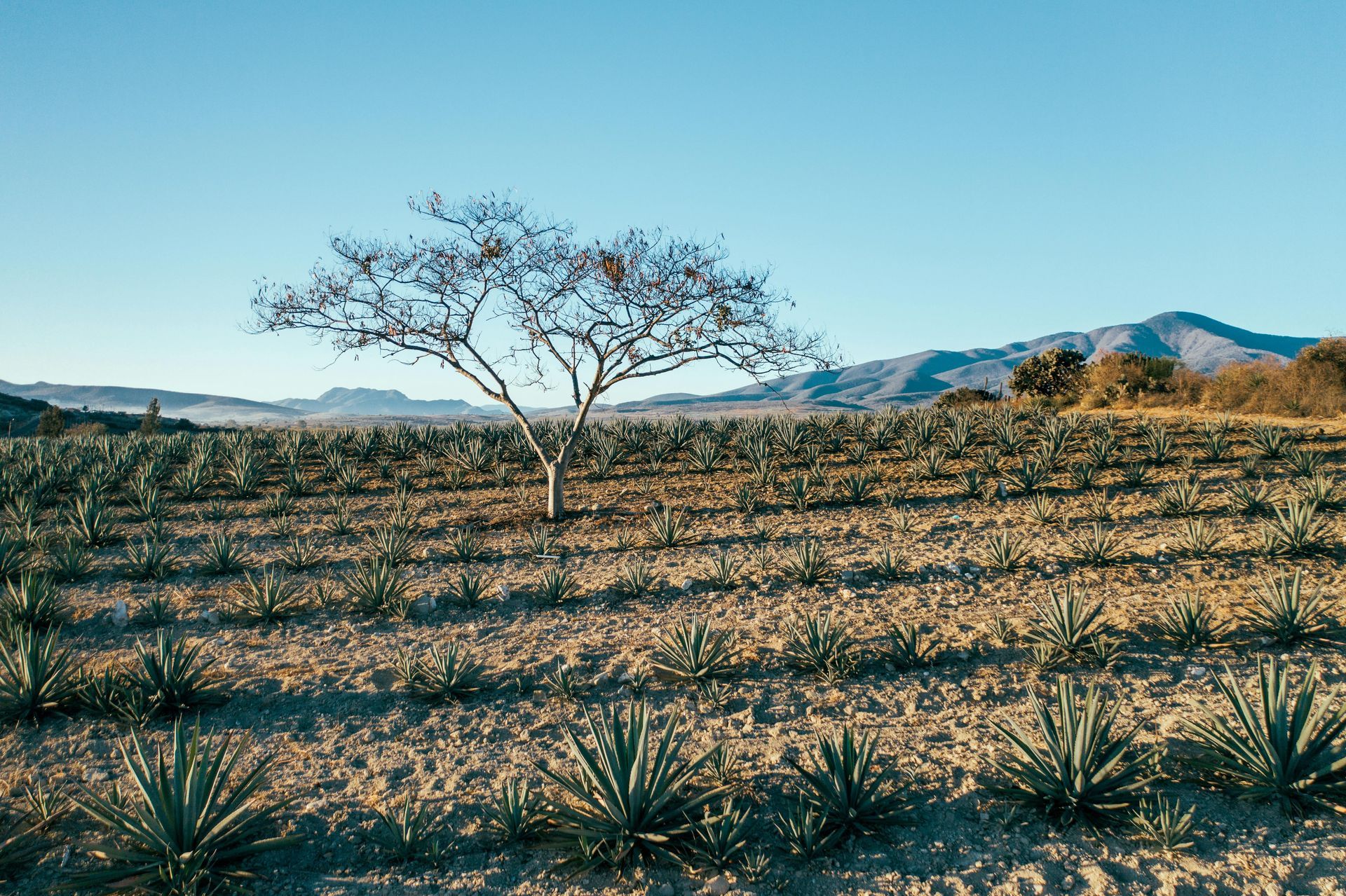 There is a tree in the middle of a field of agave plants.