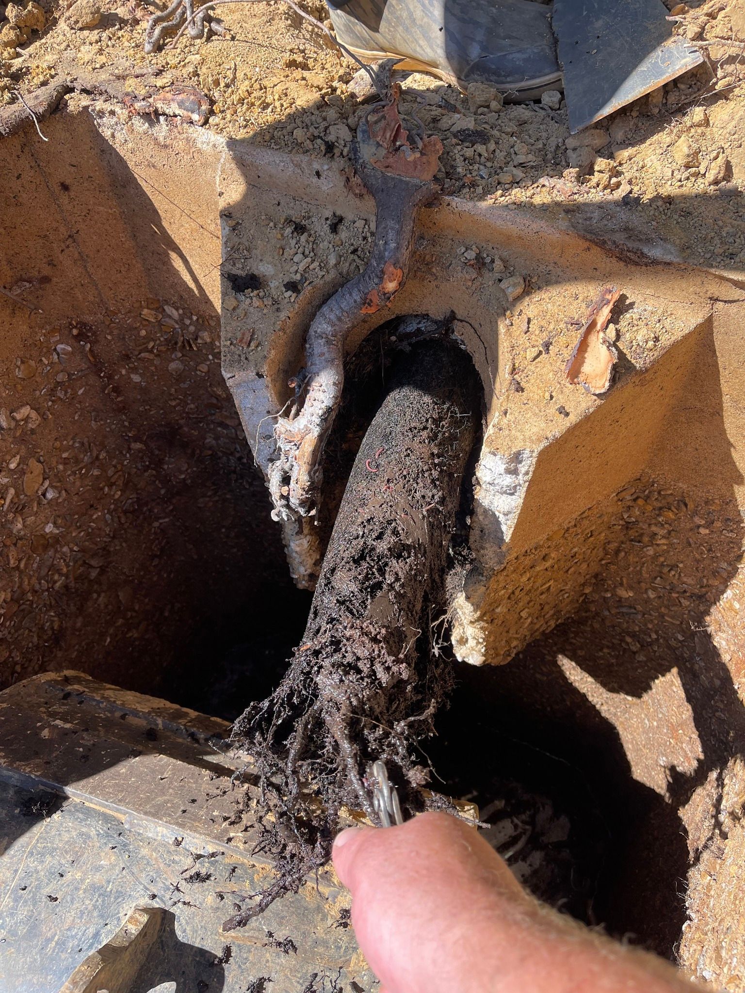 A hand pulls a root-clogged pipe segment from a concrete drainage box embedded in the ground.