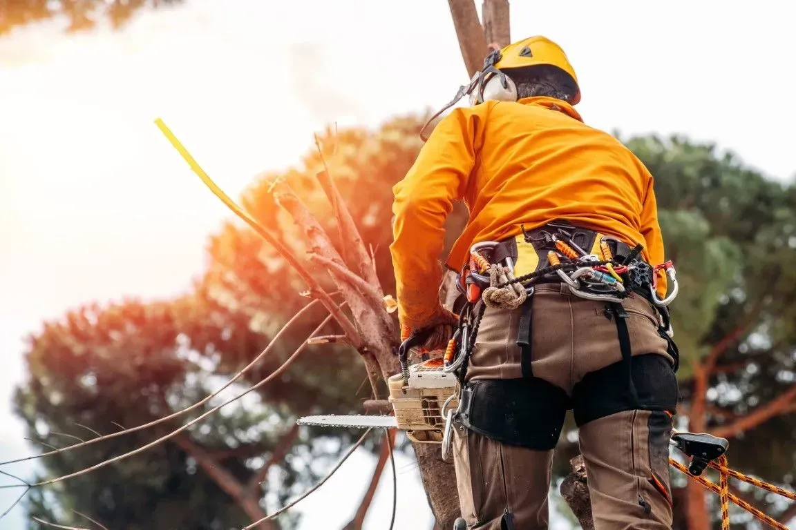 Tree care professional in safety gear with a chainsaw.