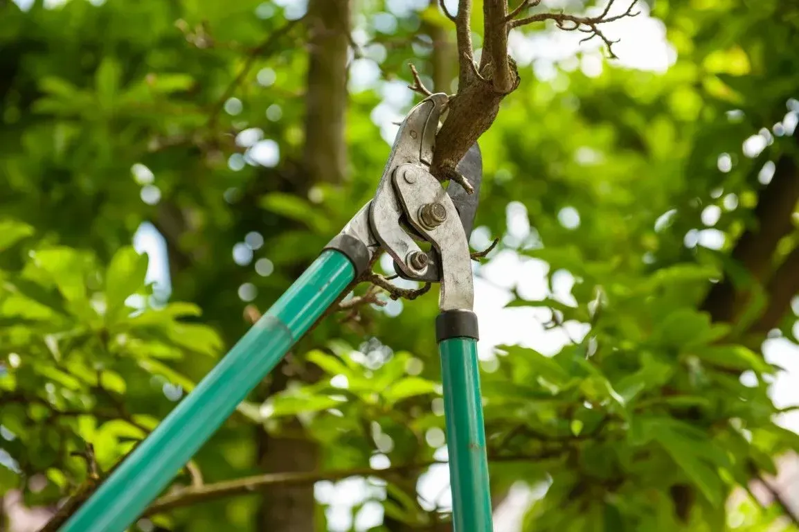 Close-up of green garden loppers pruning a tree branch.