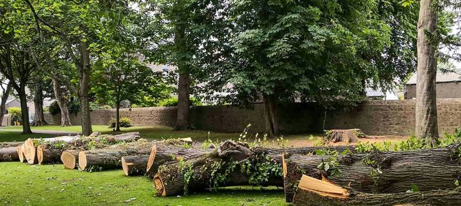 Cut logs and fallen branches scattered on grass in a wooded park area
