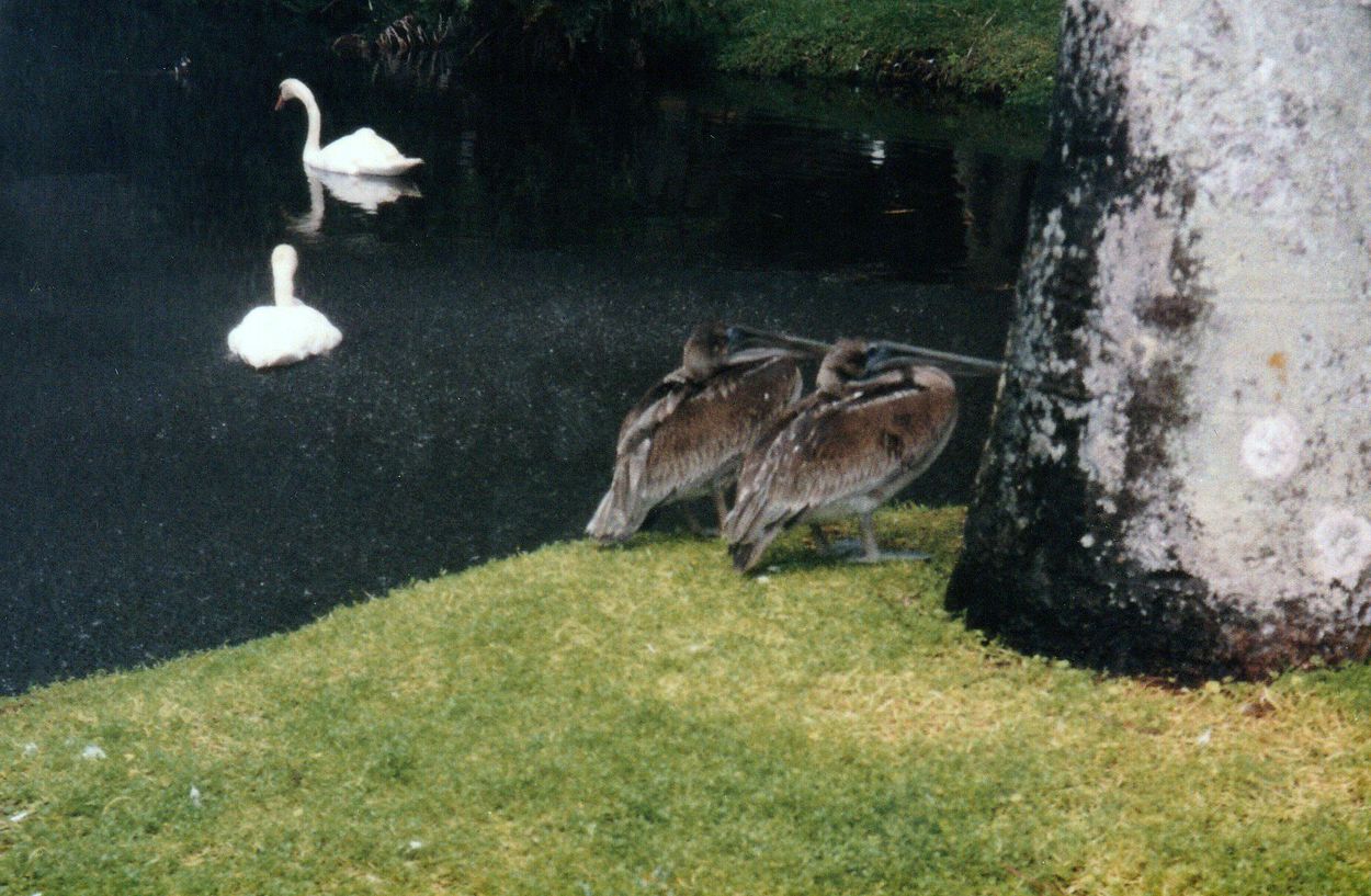 Image of birds at lake and link to Soulmates page
