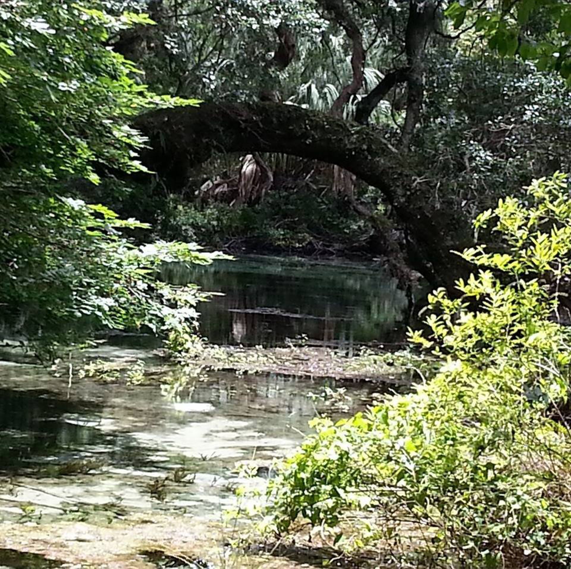 Image of swamp path