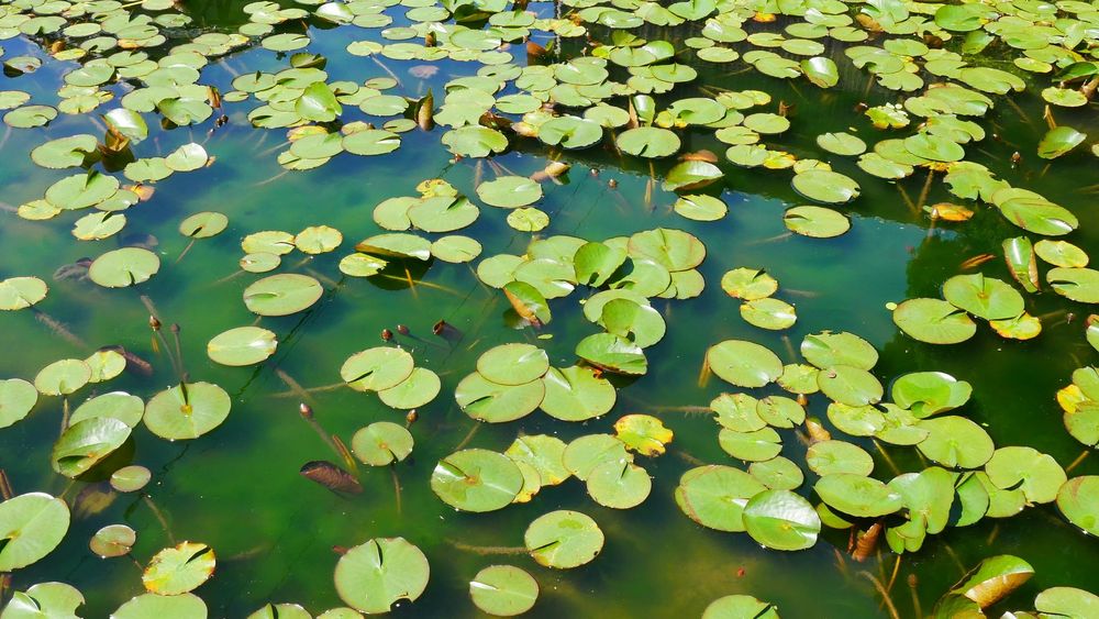 Image of water plants