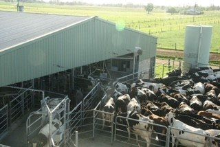 A herd of cows are standing in a pen in front of a building.