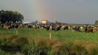 A herd of cows grazing in a grassy field with a rainbow in the sky.