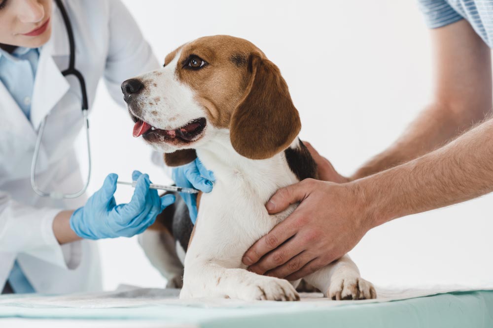 Beagle Getting An Injection — Veterinary Services In Killarney Vale, NSW