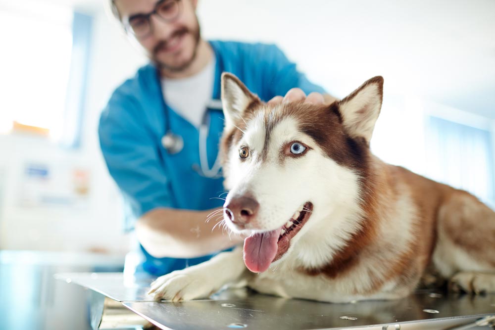 Cute Dog Lying On Table In Vet Clinic — Veterinary Services In Killarney Vale, NSW