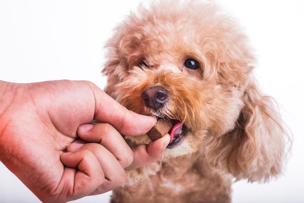 worming-tablets-central-coast-killarney-vale-veterinary-clinic