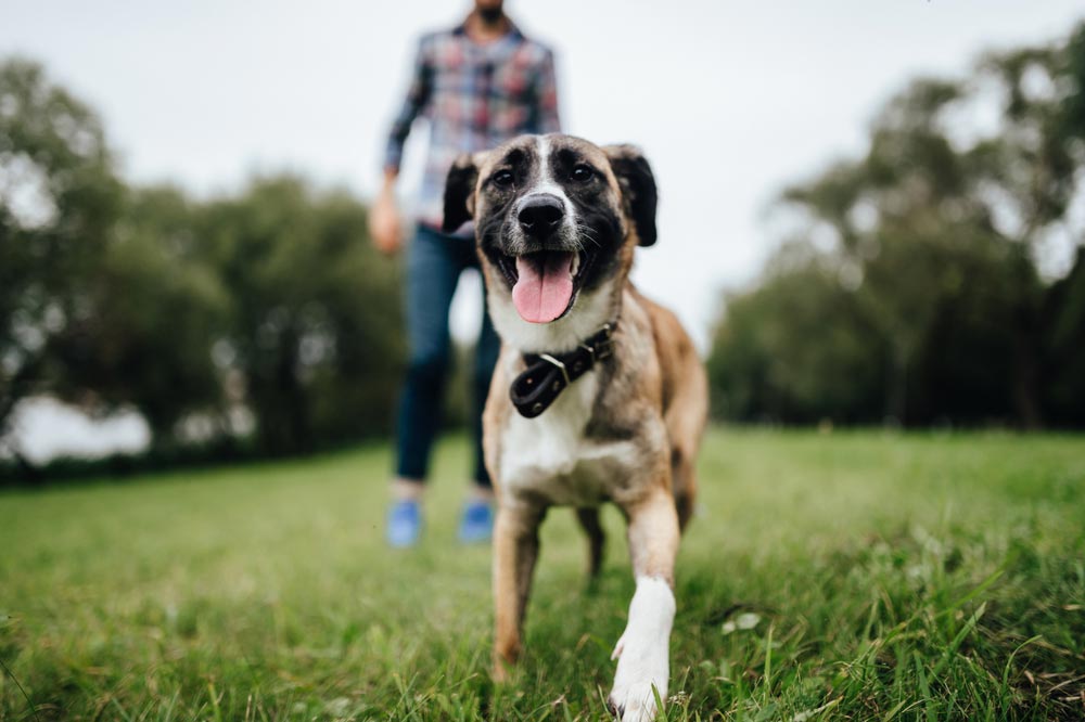 Man Playing With His Pet Dog — Veterinary Services In Killarney Vale, NSW