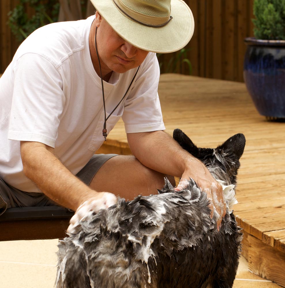 Man Shampoos A Dog — Veterinary Services In Killarney Vale, NSW