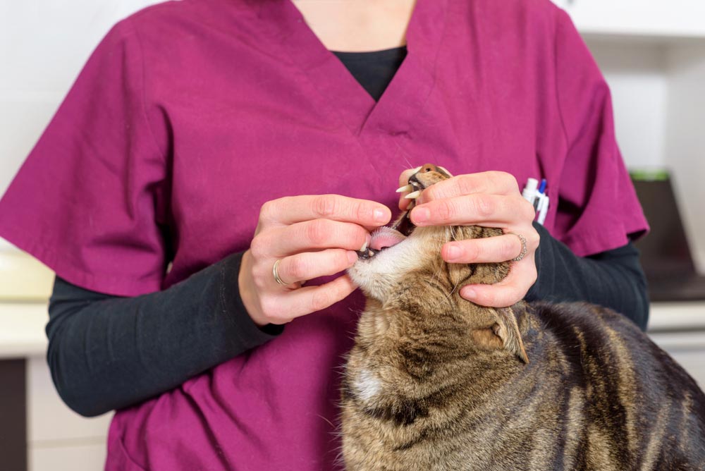 Vet Feeding Deworming Pill to a Cat — Veterinary Services In Killarney Vale, NSW