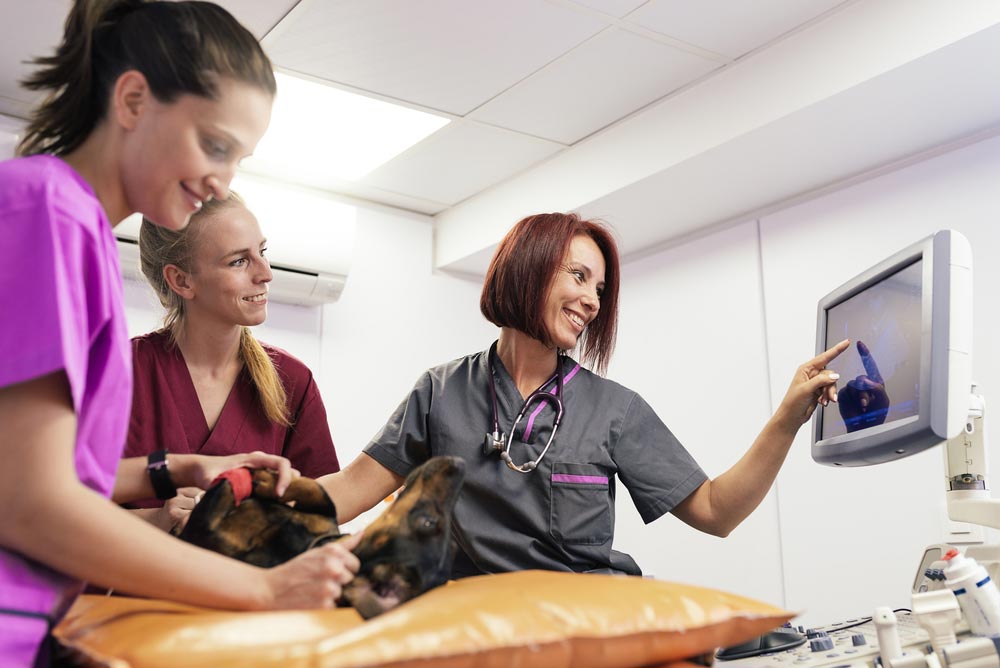 Veterinary Team Performing an Ultrasound Scan on a Dog — Veterinary Services In Killarney Vale, NSW