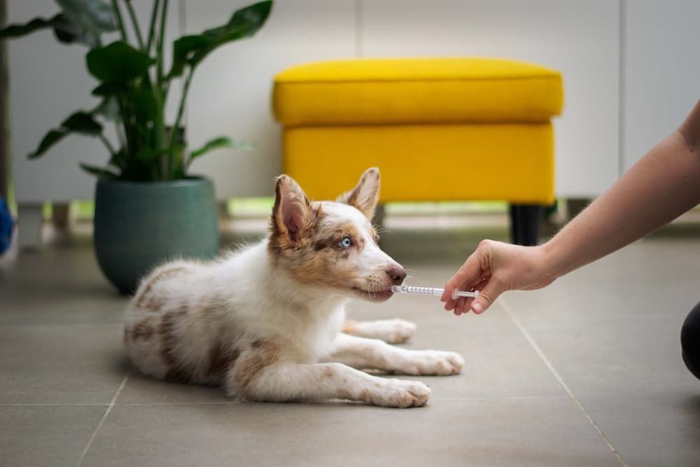Dog Taking Medicine From a Syringe — Killarney Vale Veterinary Clinic in Killarney Vale, NSW