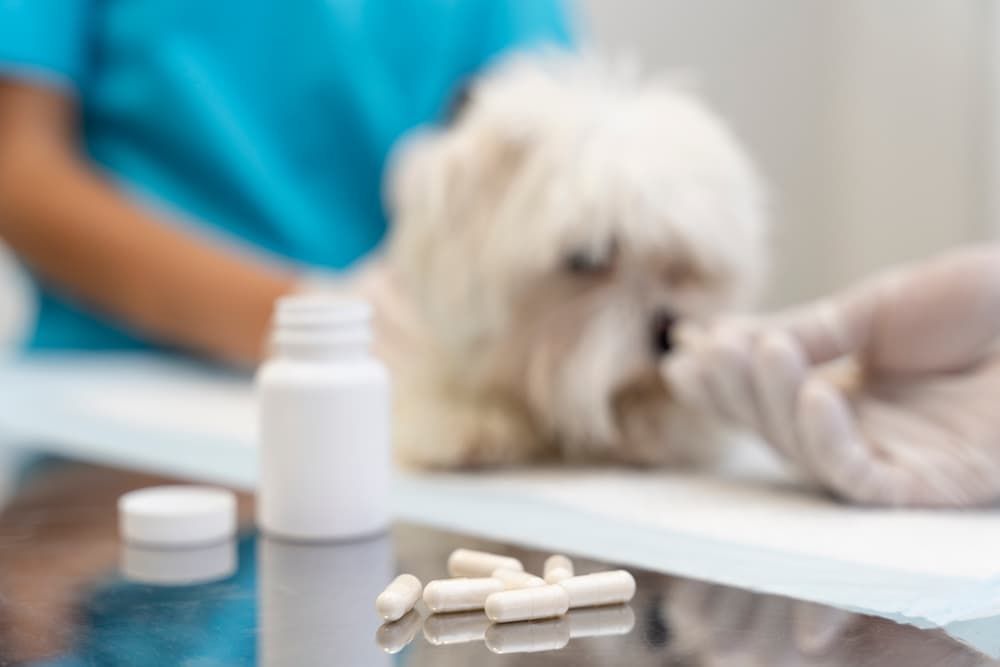 Dog Taking Pills — Killarney Vale Veterinary Clinic in Killarney Vale, NSW
