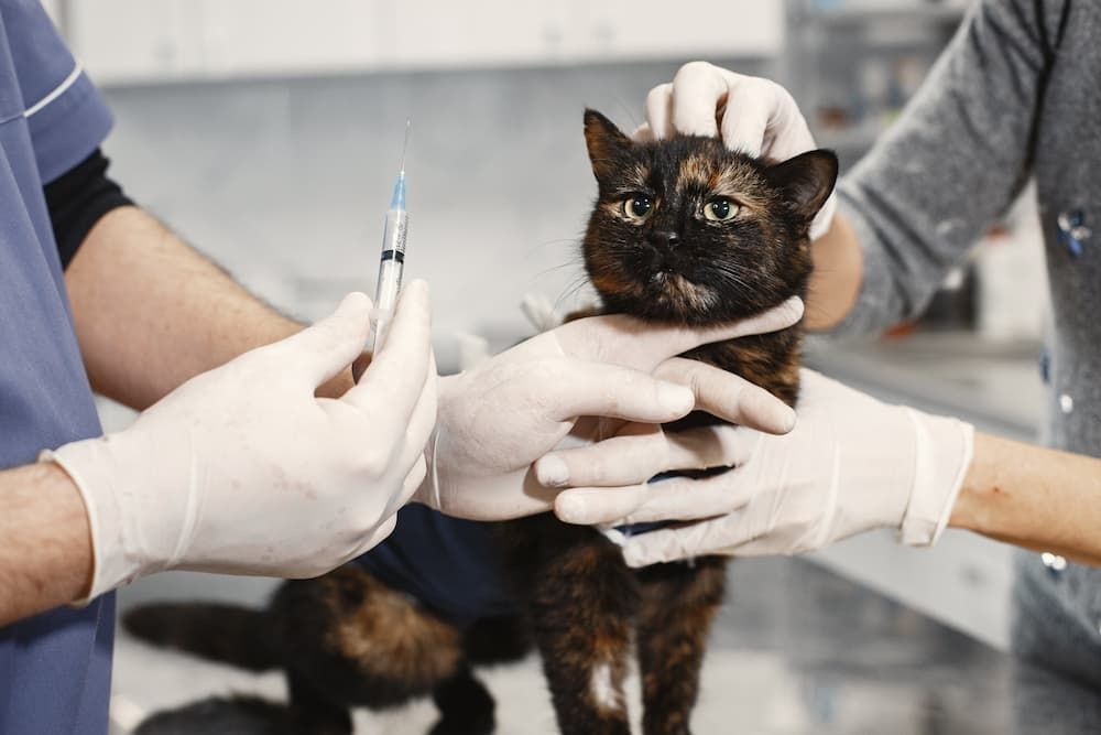Cat Getting Injection — Killarney Vale Veterinary Clinic in Killarney Vale, NSW